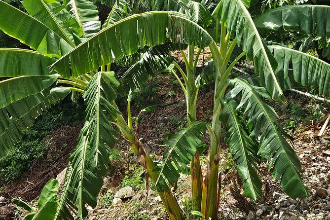 Island Eco Farm Tour with Local Treats and Sapphire Beach Time - What the farm teaches you about island food