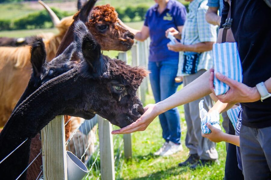 Isle of Arran: Exclusive Private Farm Tour with the Farmer - Booking advice for your Arran day