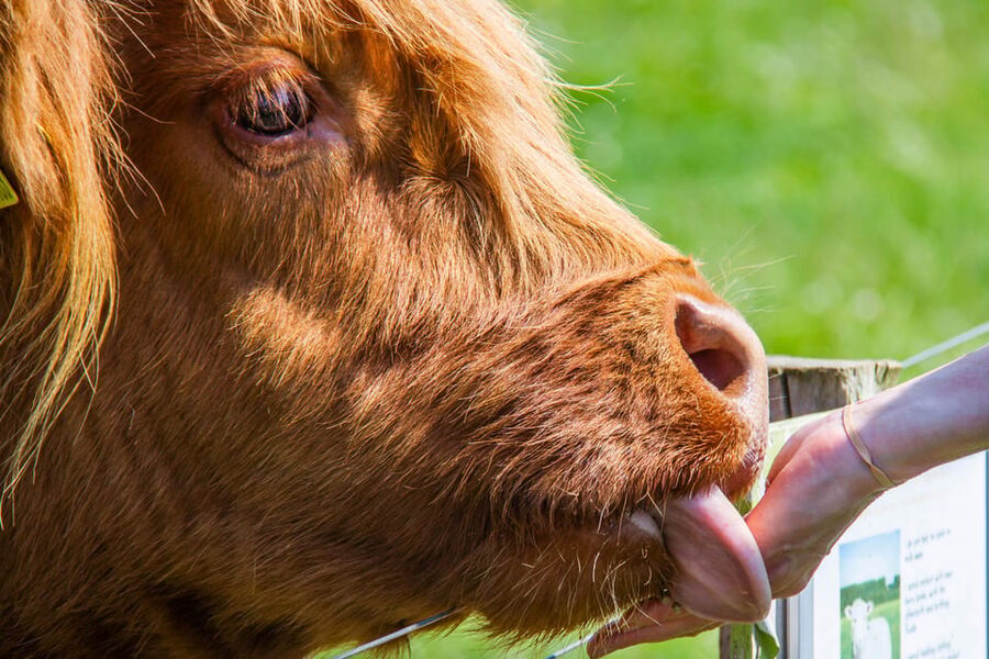Isle of Arran: Exclusive Private Farm Tour with the Farmer - Arriving at Bellevue Farm on the A841