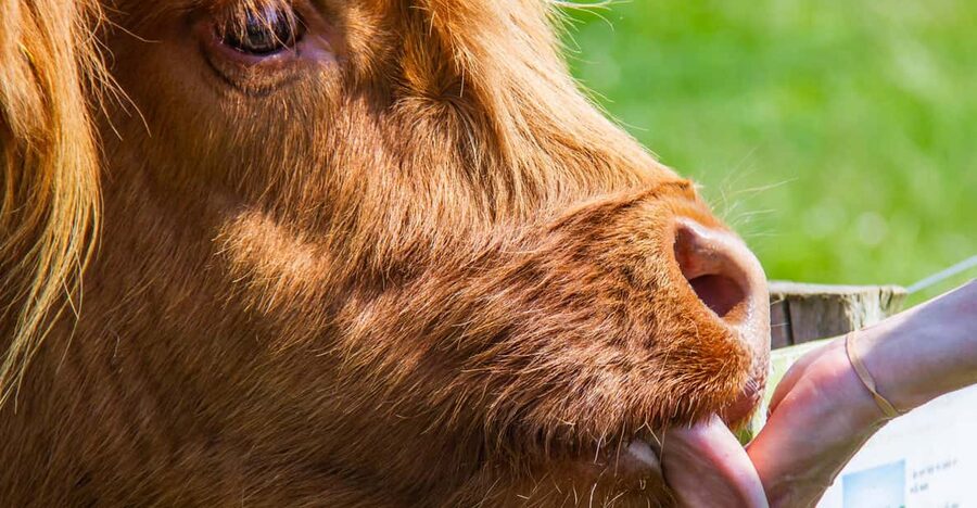 Isle of Arran: Exclusive Private Farm Tour with the Farmer - Ending with coffee, biscuits, and questions