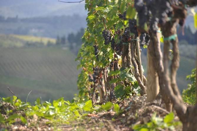 It's Wine Time! 2 wineries & farm-to-table lunch—max 8 pp - The value of a five-and-a-half-hour wine day