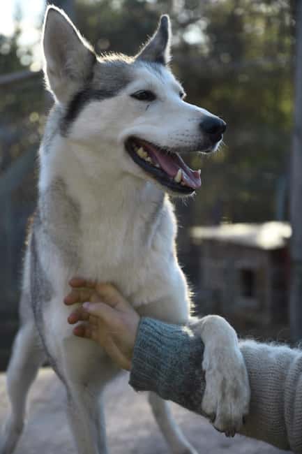 IVALO: Experience Farm Visit | small group - A quiet introduction to farm life near Ivalo