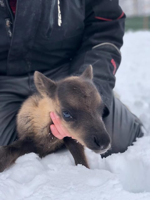 Ivalo: Magical Moments at the Reindeer Farm - Key points to know before you book