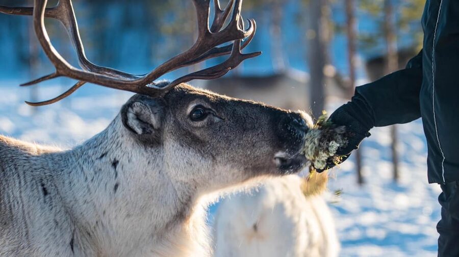 Ivalo: Magical Moments at the Reindeer Farm - Arriving at the family-owned farm near Ivalo
