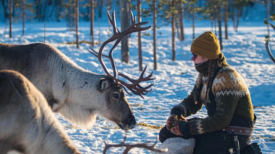 Ivalo: Magical Moments at the Reindeer Farm - Learning how a reindeer herder cares for the animals