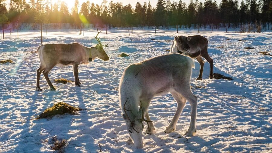 Ivalo: Magical Moments at the Reindeer Farm - Coffee and tea beside an open fire in the tepee