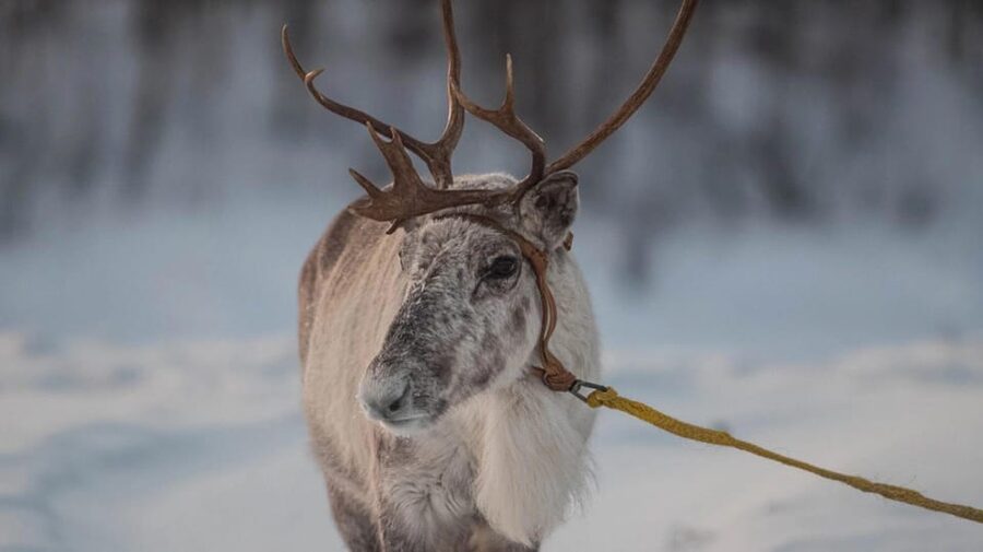 Ivalo: Magical Moments at the Reindeer Farm - Trying the reindeer lasso