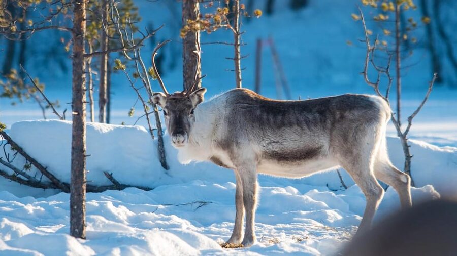 Ivalo: Magical Moments at the Reindeer Farm - Why the group limit of eight matters
