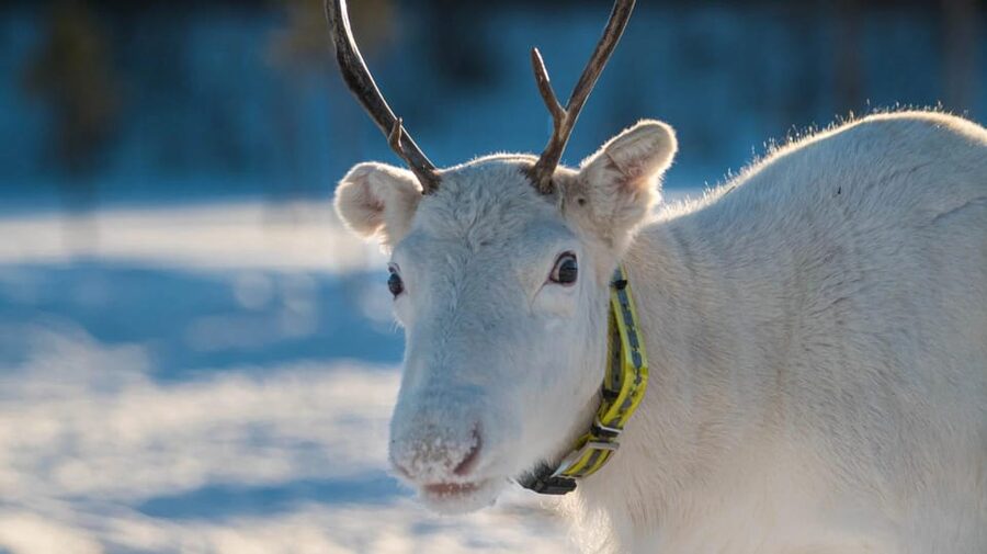 Ivalo: Magical Moments at the Reindeer Farm - Who will enjoy this Ivalo reindeer visit most?