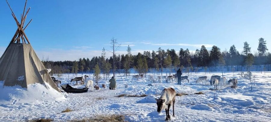 Ivalo: Magical Moments at the Reindeer Farm - Meeting the reindeer in their fenced area