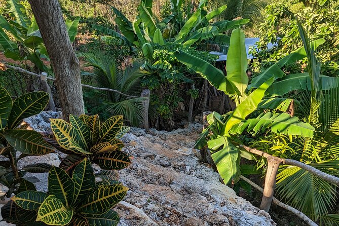 Jamaican Roots Tropical Farm Tour - Taste & Explore (Negril) 2hr - Learning the fruit before tasting it
