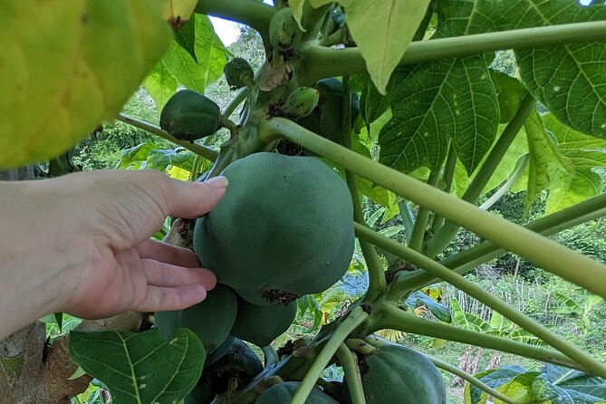 Jamaican Roots Tropical Farm Tour - Taste & Explore (Negril) 2hr - A veranda pause with views over Negril