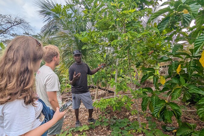 Jamaican Roots Tropical Farm Tour - Taste & Explore (Negril) 2hr - Starting beneath the almond tree
