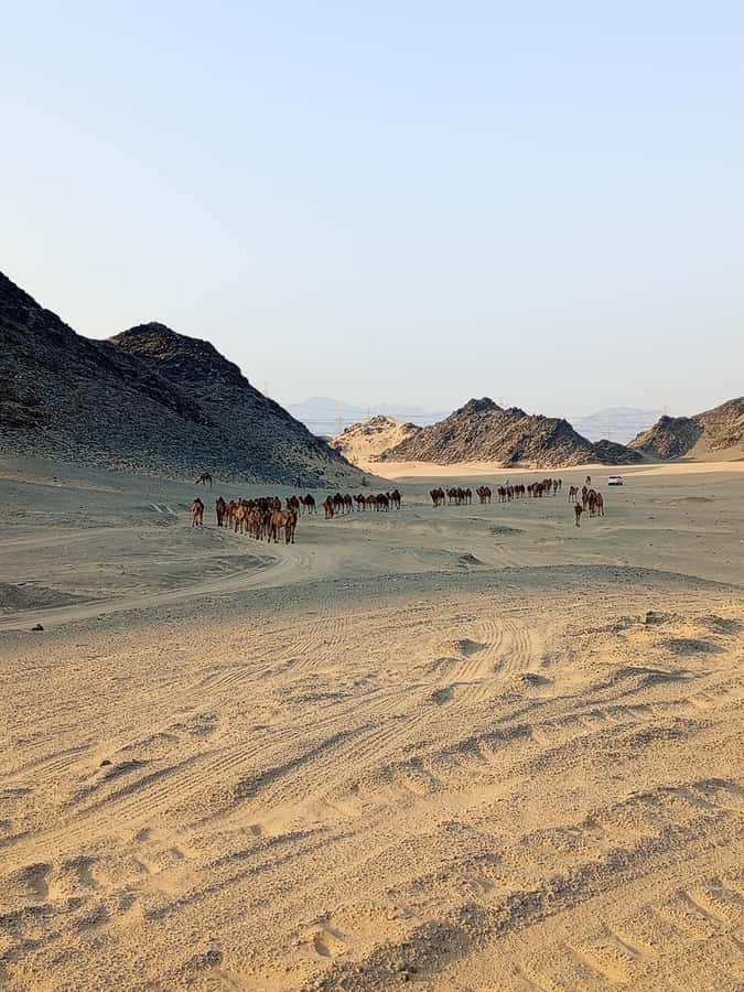 Jeddah Desert Safari: Quad Biking, Camel Farm & Sunset Views - Who will enjoy this private safari most