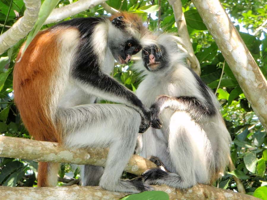 Joazani forest & Spice farm with lunch - Why pair Jozani Forest with a spice farm?