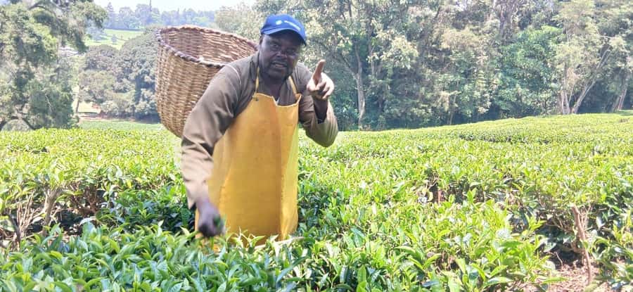 Kaimbethu tea farm tour and lunch package - The indigenous forest and Colobus monkeys