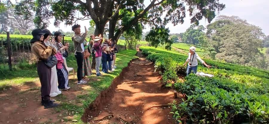 Kaimbethu tea farm tour and lunch package - Who will enjoy this most