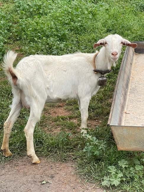 Kalamata: Farm-to-Table Experience with Cooking - Goats, chickens, and the working farm