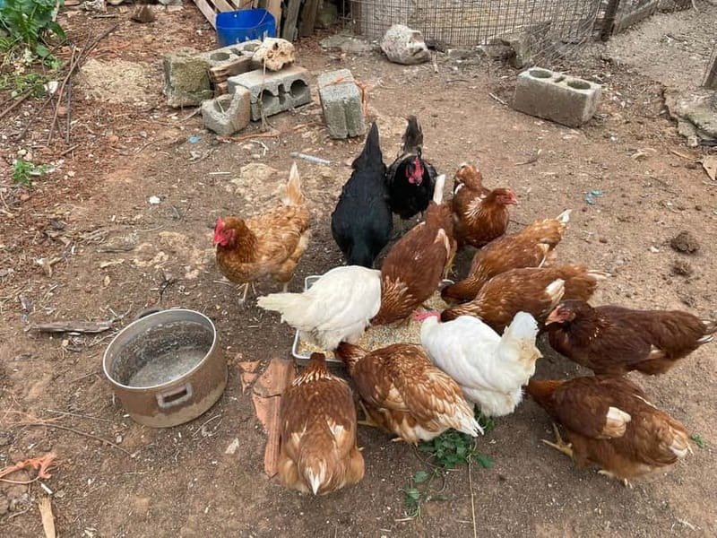 Kalamata: Farm-to-Table Experience with Cooking - Timing, transport, and comfort