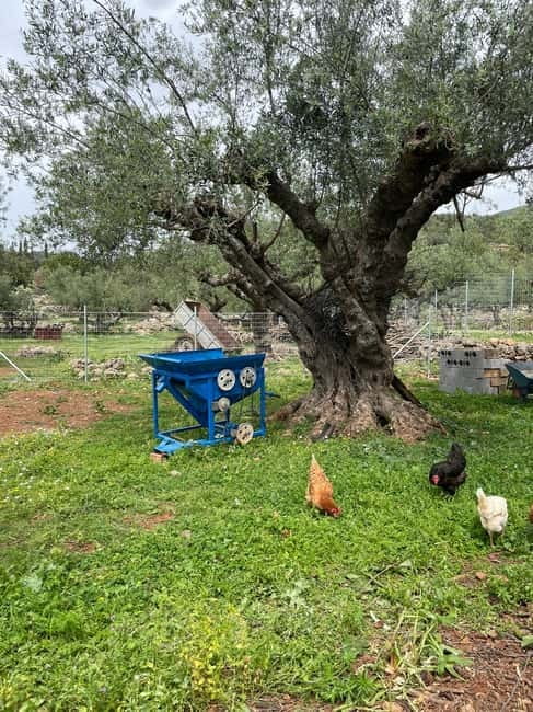 Kalamata: Farm-to-Table Experience with Cooking - Who will enjoy this farm experience most