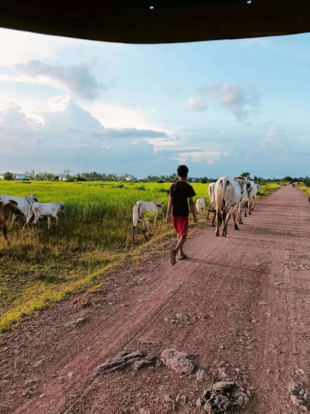 Kampot Pepper farm & Kayak trip around Green cathedral Sunse - Starting from Kampot by tuk-tuk