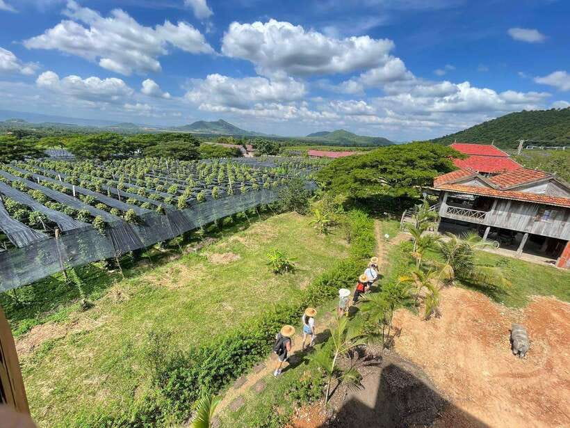 Kampot Pepper Farm, Salt Fields, Crab Market from Phnom Penh - La Plantation and the story of Kampot pepper