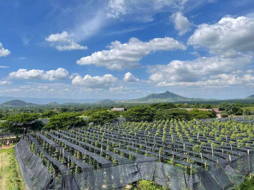 Kampot Pepper Farm, Salt Fields, Crab Market from Phnom Penh - Comfort, walking, and what to pack