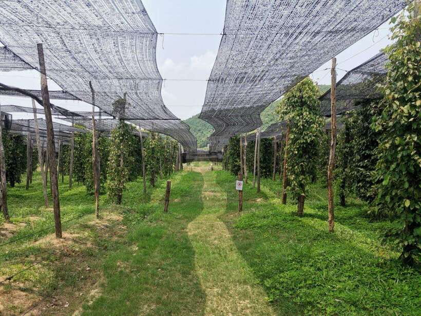 Kampot Pepper Farm Tour: Salt Fields, La Plantation & Cave - Salt fields: Kampot’s bright working countryside