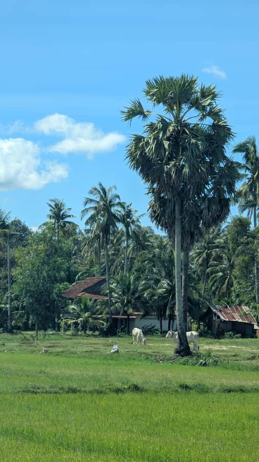 Kampot Private Tour: Pepper Farm, Salt Field & Secret Lake - A countryside ride before the main stops