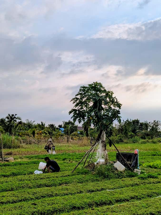 Kampot Private Tour: Pepper Farm, Salt Field & Secret Lake - La Plantation and Kampot pepper