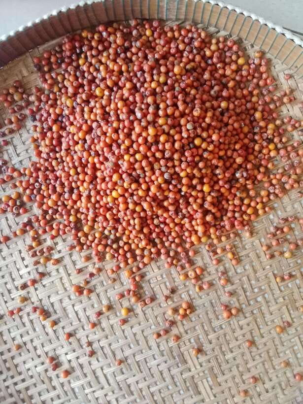 Kampot: Tuk Tuk Trip to Pepper Farm, Kep, Crab Market & More - The quick take