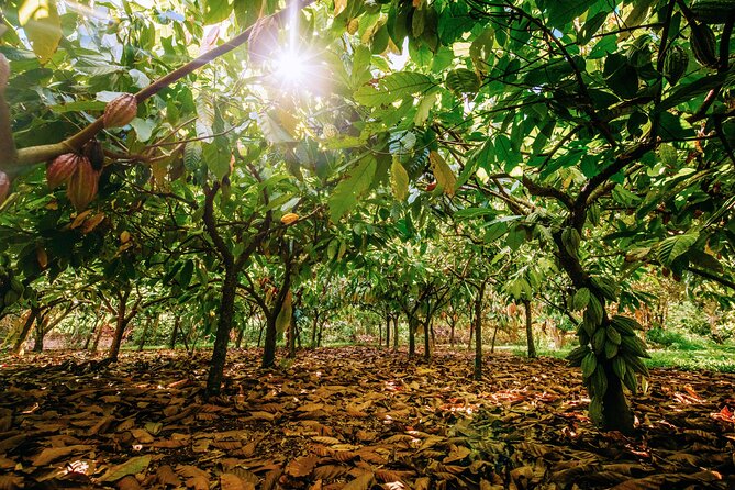 Kauai Chocolate Farm Tasting Tour - Why the guides matter