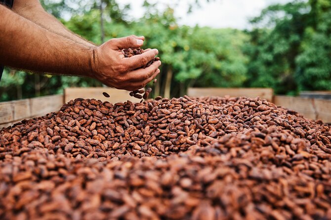 Kauai Chocolate Farm Tasting Tour - Who will enjoy this Kauai experience?
