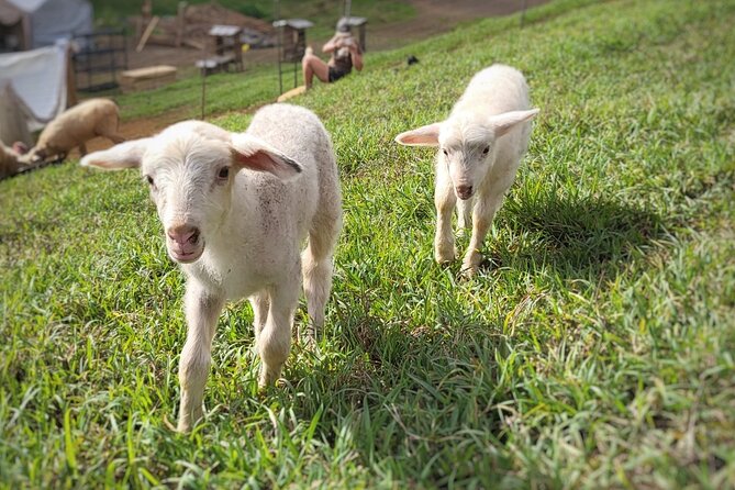 Kauai Private Baby Farm Animal Experience & Micro Dairy Immersion - A Working Farm Still Under Construction