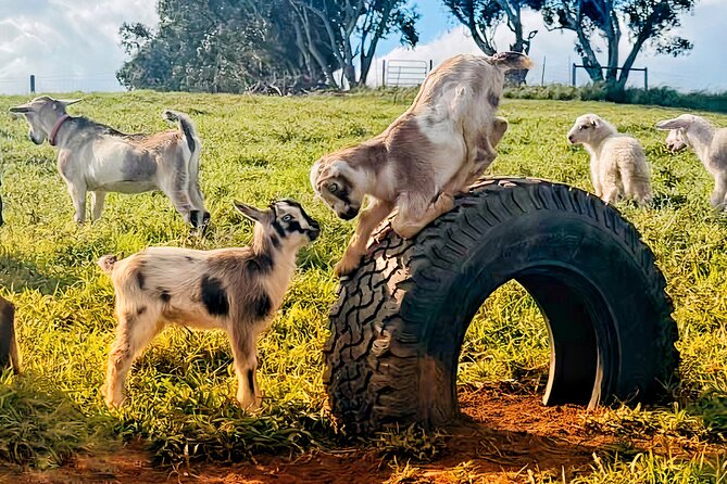 Kauai Private Baby Farm Animal Experience & Micro Dairy Immersion - Getting There and Dressing for Farm Conditions