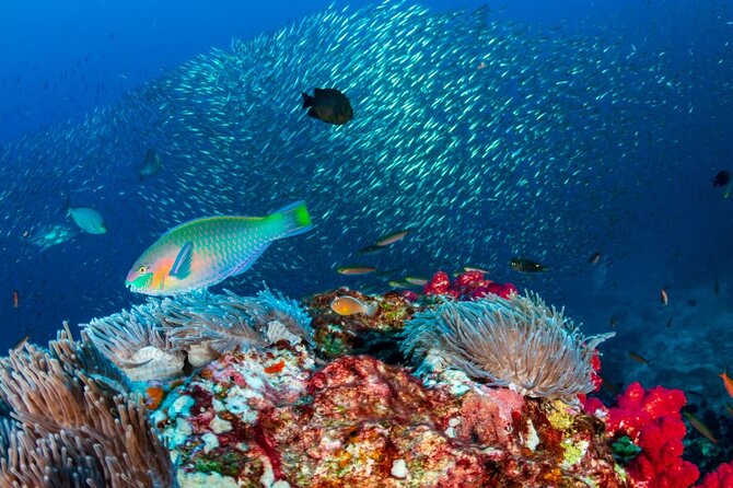 Kayak & Snorkel Champagne Bay, Farm Visit & Hot Springs Soufriere - What to bring and what to know before booking