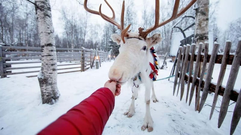 Kemi-Tornio: Reindeer farm experience - Key points at a glance