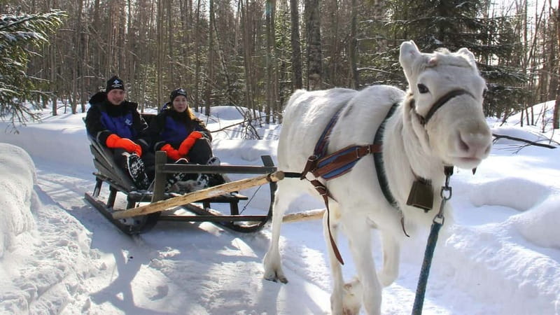 Kemi-Tornio: Reindeer farm experience - Getting ready at Sea Lapland Safaris in Kemi