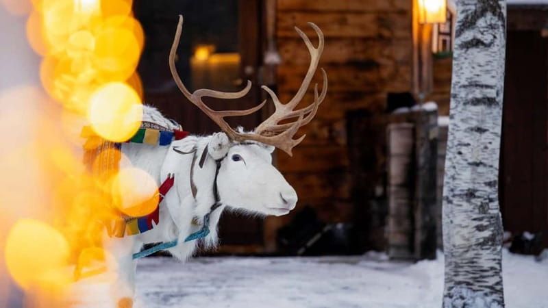 Kemi-Tornio: Reindeer farm experience - Learning to throw the Suopunki