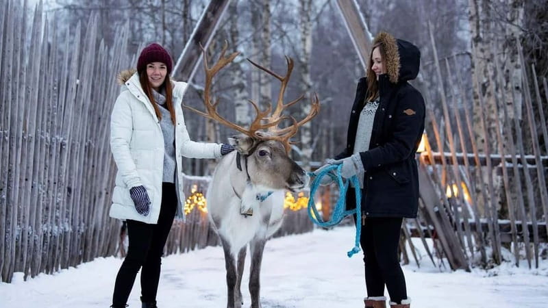 Kemi-Tornio: Reindeer farm experience - Meeting the reindeer up close