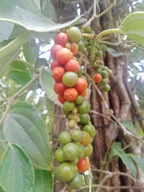 Kep town: Local tuk tuk to Countryside & Pepper farm - From Kep or Kampot to the Pepper Country