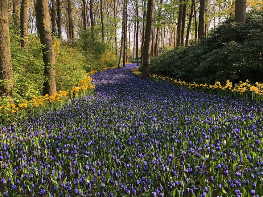 Keukenhof, Tulip Farm, Flower Fields & Windmills - Is $347 per person good value?