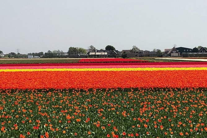 Keukenhof, Tulip Farm, Flower Fields & Zaanse Schans Windmills - Family comfort and group flexibility
