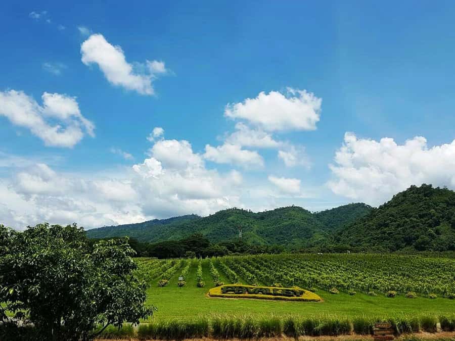 Khao Yai Vineyard Tasting Tour & Horse Farm Visit - Key points to know before booking