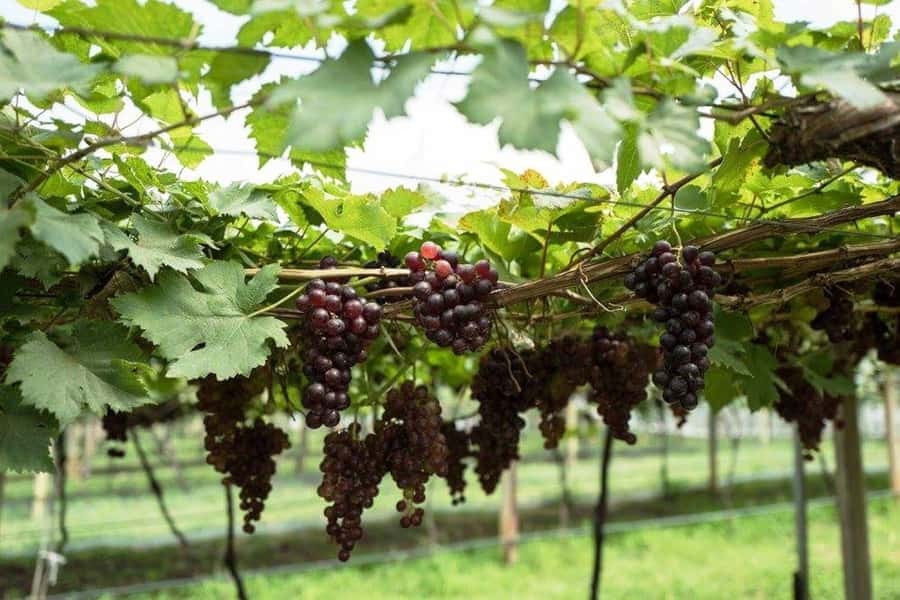 Khao Yai Vineyard Tasting Tour & Horse Farm Visit - What the schedule feels like in practice