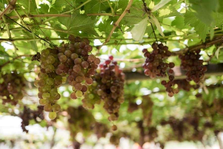 Khao Yai Vineyard Tasting Tour & Horse Farm Visit - Is $189 good value?