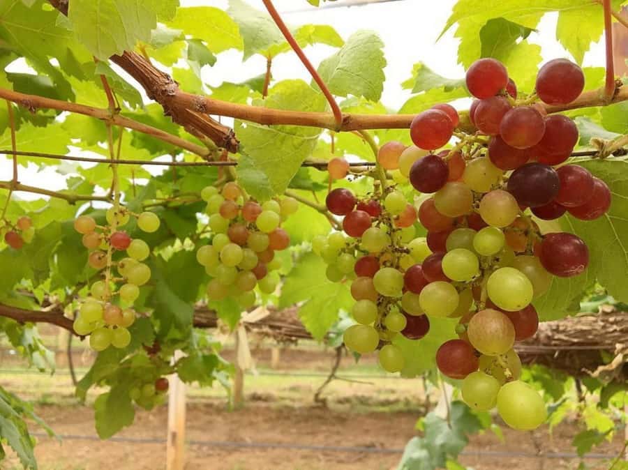 Khao Yai Vineyard Tasting Tour & Horse Farm Visit - FAQ