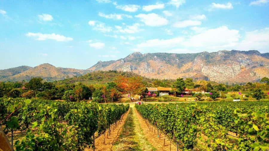 Khao Yai Vineyard Tasting Tour & Horse Farm Visit - PB Valley’s vineyard tram and Thai wine tasting