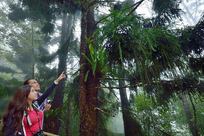 Kinabalu Park Tour with Desa Dairy Farm & Poring Hot Springs - Kinabalu Park and the mountain view