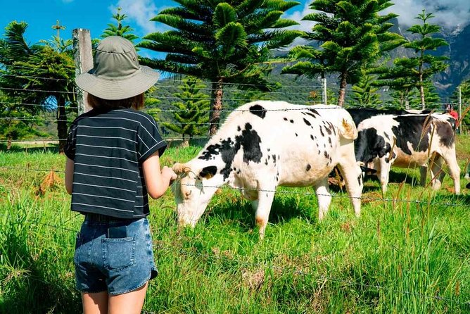 Kinabalu Park With Rumah Terbalik & Desa Cow Farm - Transport, timing, and comfort